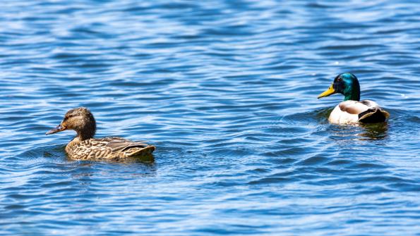 Stawy_Milickie-DSC_4139