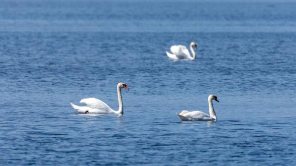 Stawy_Milickie-DSC_4145