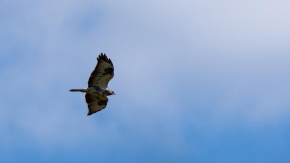 Stawy_Milickie-DSC_4211