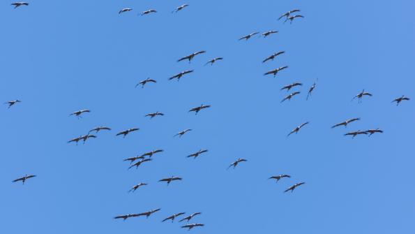 Stawy_Milickie-DSC_4235