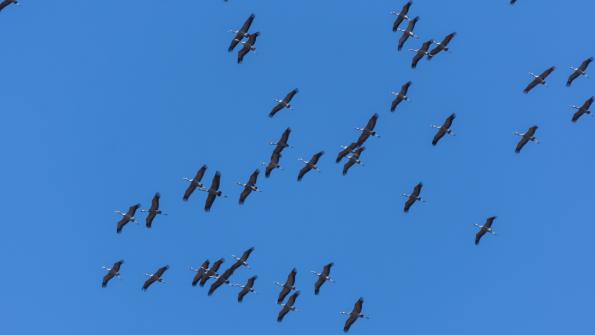 Stawy_Milickie-DSC_4249